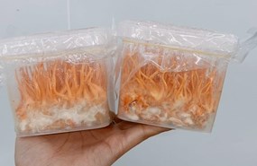 Nấm Cordyceps Militaris là gì?